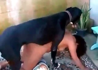 Big black dog is busy fucking wet pussy of an ebony bitch