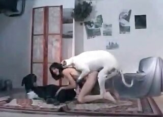 Skinny bitch starts moaning while her dog is fucking her from behind