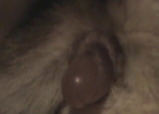 Dildo fucking recorded up close and focusing on dog pussy gape