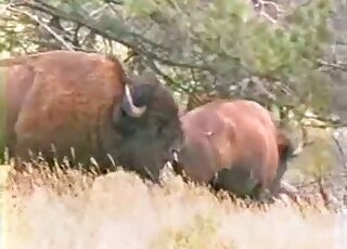 Bison-like animals slip away to enjoy some passionate fucking