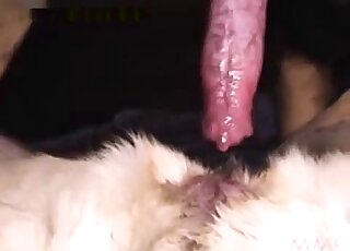 Dude inserting his penis in a dog's greedy and furry pussy here