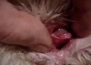 Awesome closeup zoophile video with an animal pussy exposed hard
