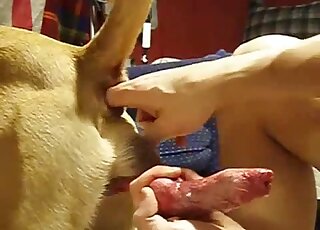 Hot zoophilic video showing red dog cock getting stroked by a zoophile