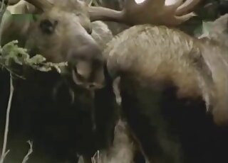 Deer fucking session featuring the hottest animals that screw hard