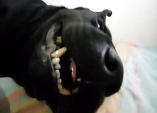 Black dog shows its happy mood by getting ready for oral zoo sex
