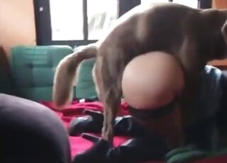 Stockings-wearing BBW zoophile fucked on all fours by brown dog