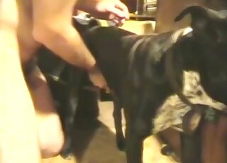 Black animal enjoys a nice handjob in a free zoophile porn video