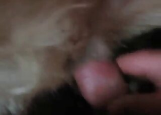 Dude's uncut cock is perfectly slotted into this animal's furry pussy