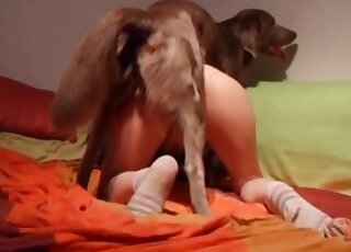 Sexy socks lady gets fucked by a brown dog in a twisted porno vid