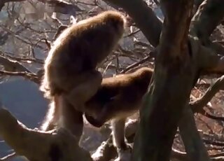 Ape fuck scene featuring monkeys that can fuck just about anywhere