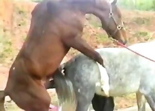 Outdoor fuck movie dealing with a horny stallion and wild banging