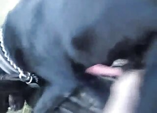 Hectic POV bestiality scene with a black dog and its red penis