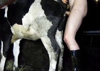Outdoor fuck movie showing a guy that fucks a cow from behind at night