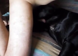 Skinny guy with a nice cock fucks a black dog before creampie-ing it