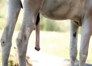 Amazing animal cock spotlighted in a free online video right here