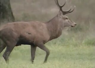 Deer-on-deer fucking in an outdoor video with passionate teasing