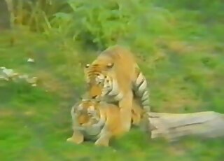 Sexy tigers are enjoying hardcore banging in a hidden cam sex vid