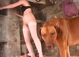 Black lingerie cutie teasing the dog before they finally fuck hard