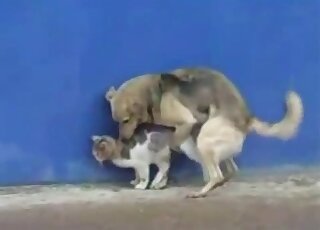 Sexy dog uses its massive penis to fuck a cat's pussy from behind
