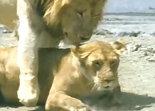 Lions showing off their sexy bodies in an outdoor XXX masterpiece