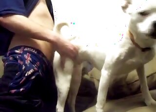 Guy fucks dog from behind and this white animal is moaning too