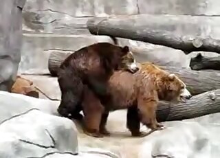 Sexy bears decide to sneak away to enjoy a nice fucking session