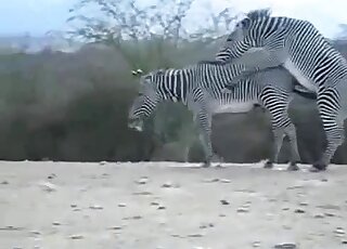 Two zebras find a secluded spot and enjoy passionate fucking here