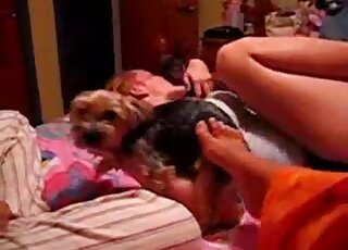 Cute lady enjoying foreplay with a dog while still chilling in bed
