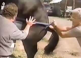 Horny stallion getting jerked off by a curly-haired zoophile dude