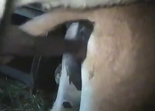 Vintage sex tape scene with a dog's cock pleasured close to the cam