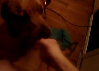 Guy happily jacking his meaty penis before letting the dog lick it
