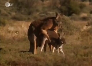 Outdoor all-natural fuck XXX movie showing two kangaroos fucking