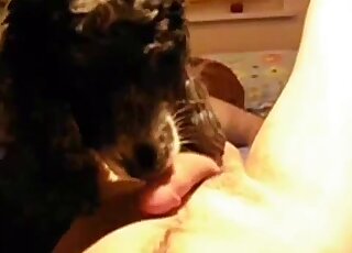 Guy is here to let this dog lick all over his penis and it's great