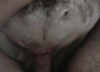 Guy's cock finds its way into a dog's tight pussy on camera