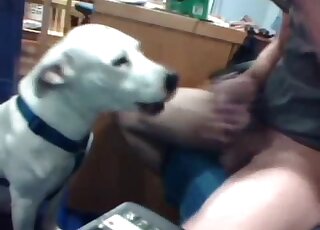 Amateur guy filmed webcam video of dog licking and sucking his cock