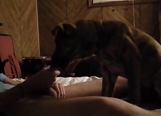 Lonely guy loves getting oral help from his dog while masturbating