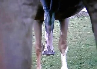 Close-up video of beautiful horse while developing giant erection