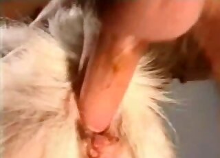 Calm goat gets nailed up the butt by aroused zoophiliac