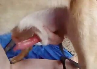Amateur blonde babe bends over for doggy sex with Labrador