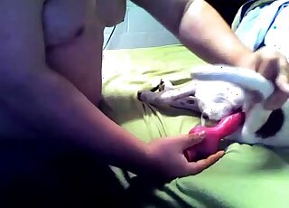 Chubby guy treats dog with anal fingering and ass toying