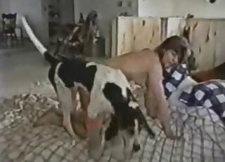 Homemade porn of a randy dog trying to bang a brunette cougar
