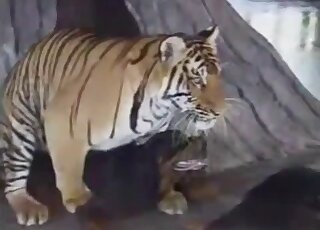 Bystanders filmed a tiger in heat banging Rottweiler dog at a zoo