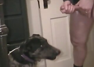 Black dog anticipates a giant cum load from his masturbating master