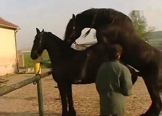 Mature German brunette overlooks sex seance between two black horses