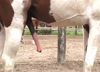 Amateur zoo sex - Cameraman films copulation seance between horses