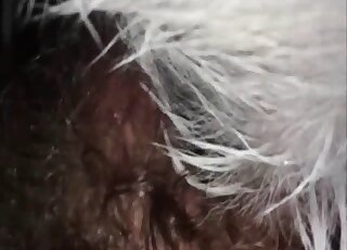 Close-up on a hairy animal's privates while it's pounding a human