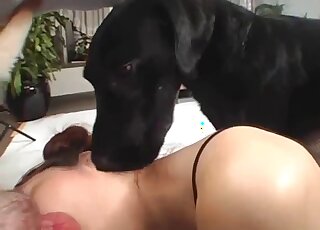 Pregnant Asian hussy plays zoo sex games with cute Labradors