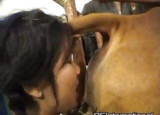 Teen brunette needs to lick cow butt and pussy in a stable