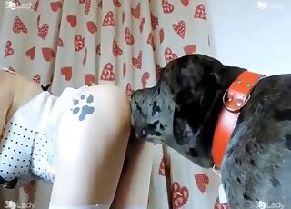 Teen brunette tries to seduce Great Dane into zoo banging