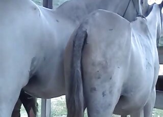 Amateur camera caught copulation session between horses in heat